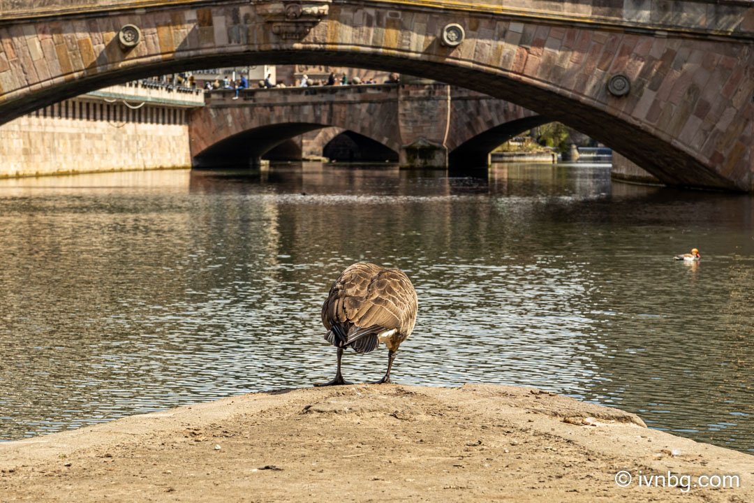 Pegnitz Altstadt Fleischbrücke