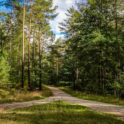 Nürnberger Reichswald